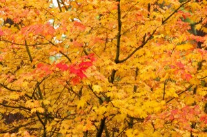 First Day of Fall
